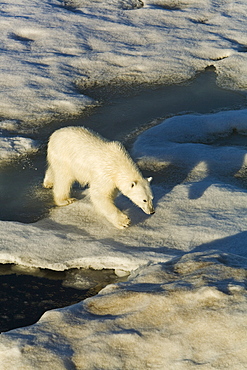 Polar bear (Ursus maritimus) on multi-year ice floes in the Barents Sea off the eastern coast of EdgeØya (Edge Island) in the Svalbard Archipelago, Norway.