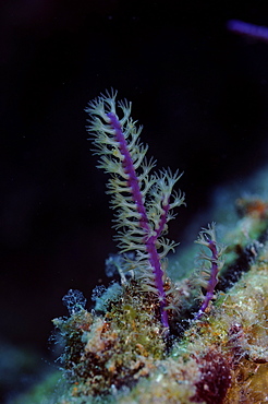 Soft Coral growing on the hull of the 'Blue Plunder' wreck - Nassau,Bahamas