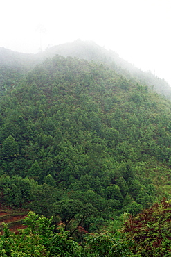Forest Vietnam.