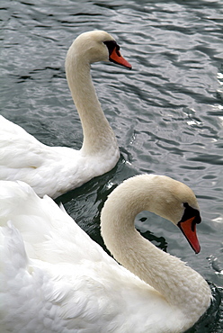 dartmouth -swans