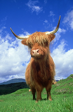 domesticated cattle highland cow against sky aberfoyle argyll, scotland