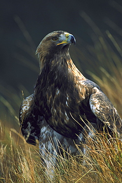 golden eagle