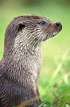 european otter