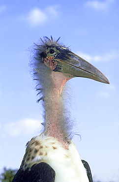 marabou stork leptoptilos crumeniferus juvenile kent, england