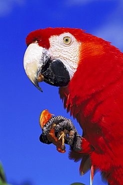 scarlet macaw ara macao using foot for feeding kent, england