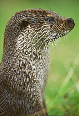 european otter lutra lutra portrait otterpark aqualutra leeuwarden, nl.