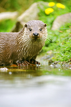 european otter, lutra lutra, (c). on rock, at water level, leeuwarden, nl