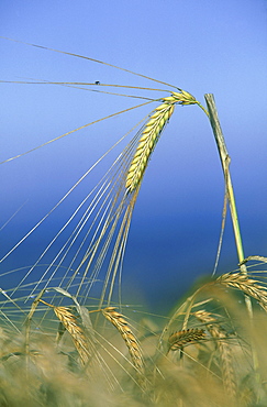 barley, hordeum sp. agricultural crop, montrose, angus, scotland