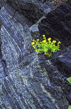 yellow mountain saxifrage