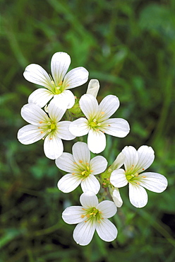 Meadow saxifrage, Saxifraga granulata, St Cyrus National Nature Reserve, Montrose, Angus, Scotland