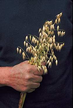 oats, montrose, angus, scotland