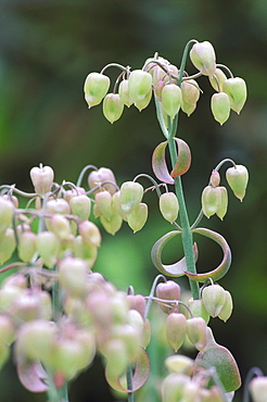 kalanchoe fedtschenkoi, origin: madagascar, edinburgh, scotland