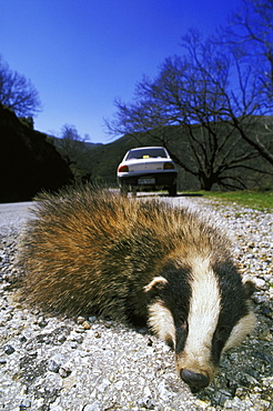 badger, meles meles, road-kill, crete