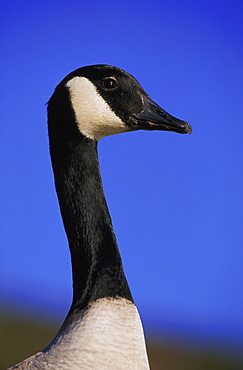 canada goose