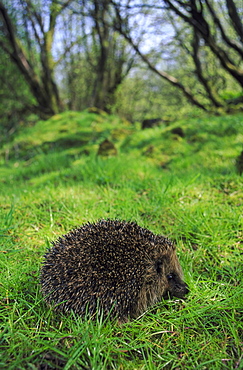 hedgehog