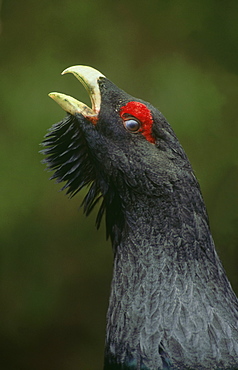 capercaillie, tetrao urogallus, male displaying, speyside, scotland