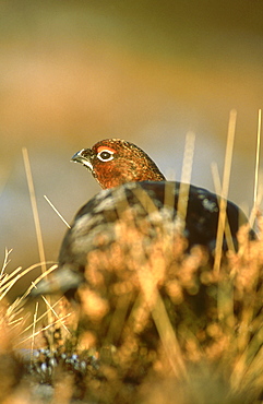 red grouse, lagopus lagopus scoticus, male amongst heather, angus, scot