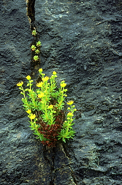 yellow mountain saxifrage, saxifraga aizoides, on lewisian gneiss, scotland