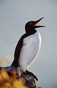 guillemot, uria aalge, yawning, aberdeenshire, scotland