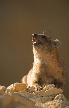 rock hyrax, procavia capensis, making alarm call, middle east