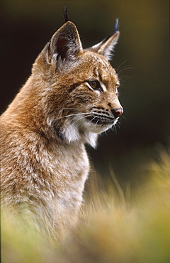 european lynx, felis lynx, sitting in grass, bohemia, europe