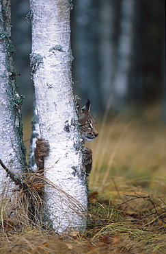 european lynx, felis lynx, behind tree trunk, bohemia, europe