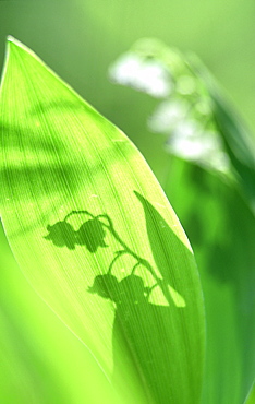 lily of the valley: convallaria majalis shadow of flowers o n leaf lauvas, latvia