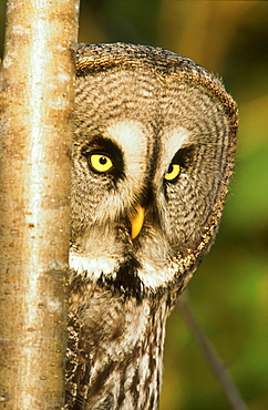 Great Grey owl, Strix nebulosa, female portrait, Angus, Scotland