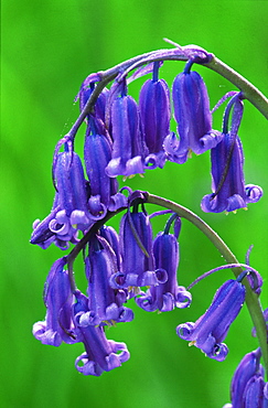 Bluebells, Endymion non-scripta, flowers, Perthshire, Scotland