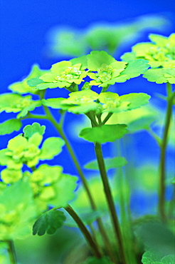 Leaved golden saxifrage, Chrysosplenium alternifolium, Alam Pedja NR, Estonia