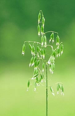 Wild oat, Avena fatua, Argaty, Stirlingshire, Scotland