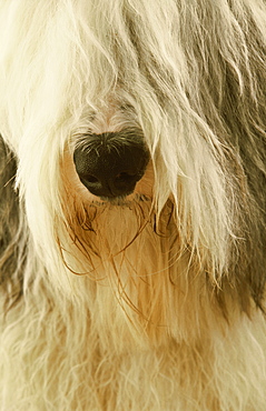 Old English Sheepdog, Canis familiaris, Tartumaa, Estonia