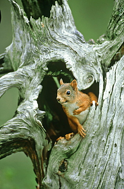 Red Squirrel, Sciurus vulgaris, in stump, Nor Trondelag, Norway