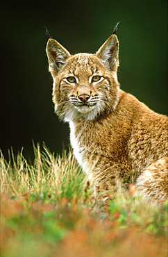 European lynx, Felis lynx, yearling male, Sumava National Park, Czech Republic