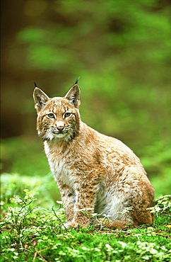 European lynx, Felis lynx, yearling male, Sumava National Park, Czech Republic