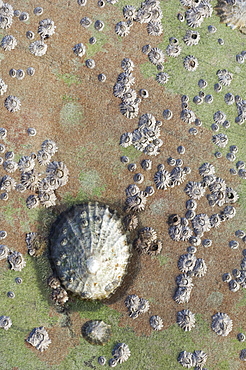 Common limpet (Patella vulgata) surrounded by acorn barnacles (Balanus balanoides), Loch Carron, Wester Ross, Scotland