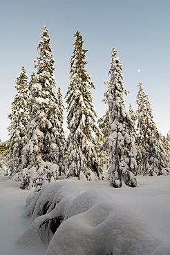 Snow-covered Norway spruce (Picea abies) at dusk, Sweden