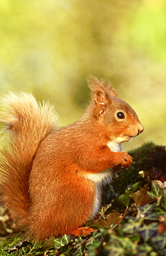 red squirrel: sciurus vulgaris winter perthshire, scotland