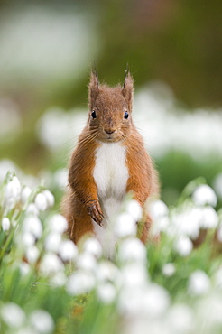 Red squirrel (Sciurus vulgaris) backlit amongst snowdrops, Angus, Scotland