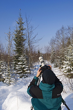 Man photographing a pygmy owl perched on a Norway spruce, Tartumaa, Estonia