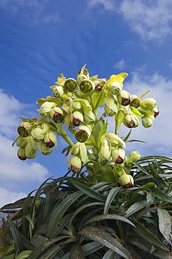 Stinking hellebore, Helleborus foetidus, Angus, Scotland