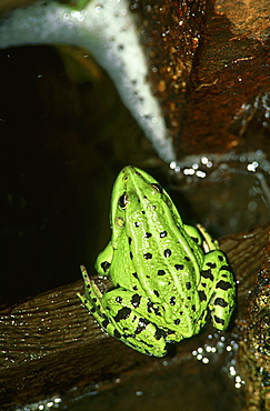 marsh frog: rana ridibunda in sluice lubans, latgale, latvia