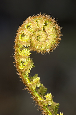 Scaly male fern unfurling in spring, South Lanarkshire, Scotland