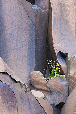 Meadow buttercup, Ranunculus acris, growing in a basalt quarry, Suduroy, Faroe Islands