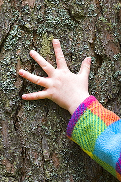 Child's hand feeling pine (Pinus)bark