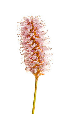 Common bistort (Persicaria bistorta), close up