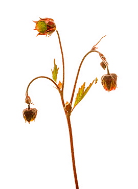 Water avens (Geum rivale) in flower, close up