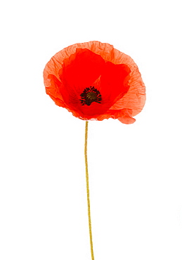 Common poppy (Papaver), close up