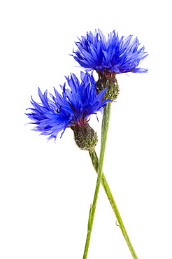 Cornflowers (Centaurea cyanus), close up