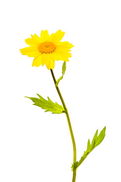 Corn marigold (Glebionis segetum), close up